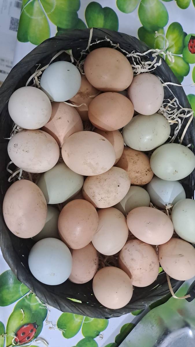 Uova fresche